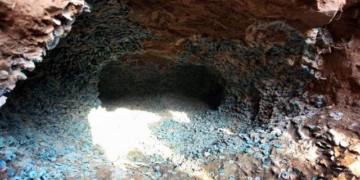 workers at construction site discover more than 2000kg of decomposed bodies in green chain