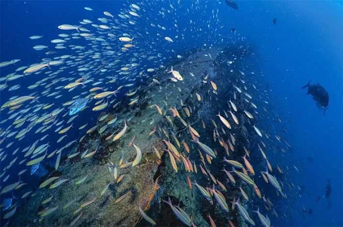 SS Yongala after more than a century underwater has become an ecosystem
