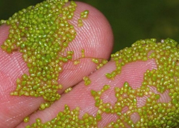 1mm long plant can be used as space food 130345