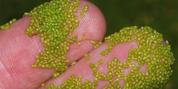 1mm long plant can be used as space food 130345