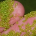 1mm long plant can be used as space food 130345