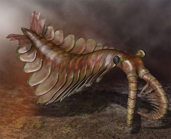 Anomalocaris