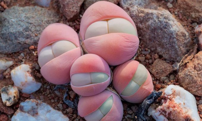 Bababoutjies is a clustering succulent plant found in South Africa.