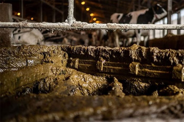 Liquid biomethane is produced entirely from gas from cow manure at local dairy farms.