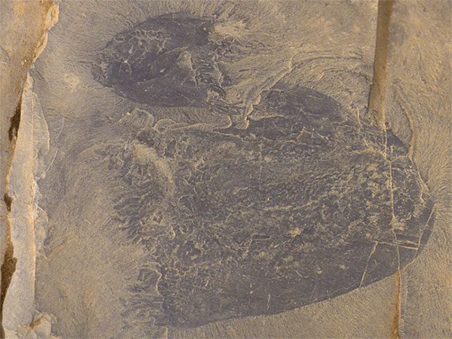 Fossil of Burgessomedusa phasmiformis.