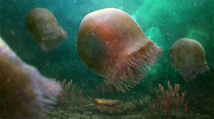 Reconstruction of the jellyfish Burgessomedusa phasmiformis.