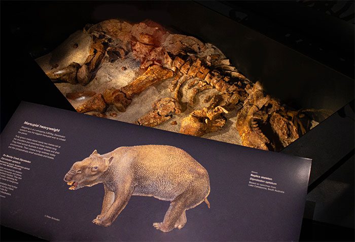 Extinct beast skeleton in Australia