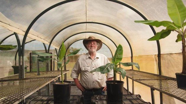 Professor Dale with Cavendish banana (right) and wild banana (left)