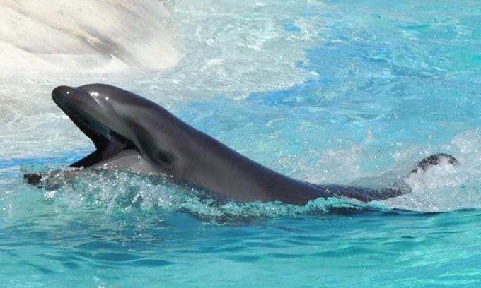 Kekaimalu on her 30th birthday in 2015.