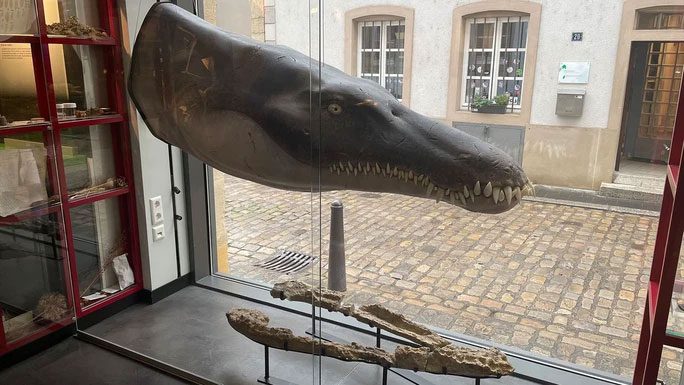 The head of Lorrainosaurus reconstructed from the lower jaw