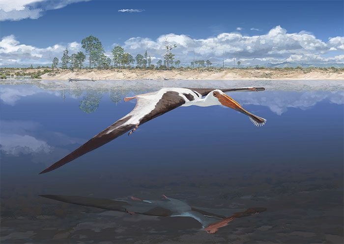 Lusognathus almadrava flying in the Jurassic sky