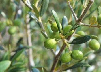 a fruit very rich in nutrients that is the most effective herb to prevent cancer 131218