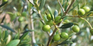 a fruit very rich in nutrients that is the most effective herb to prevent cancer 131218