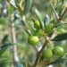 a fruit very rich in nutrients that is the most effective herb to prevent cancer 131218