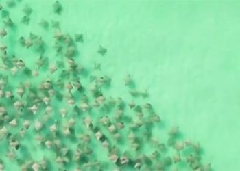 a moment of astonishing catfish under hundreds of catfish below thorny weeds 130160