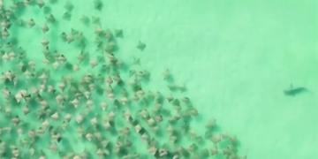 a moment of astonishing catfish under hundreds of catfish below thorny weeds 130160