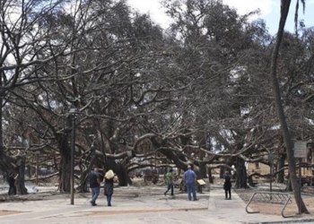 a rare bodhi tree survives hawaii wildfire 129946