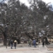 a rare bodhi tree survives hawaii wildfire 129946