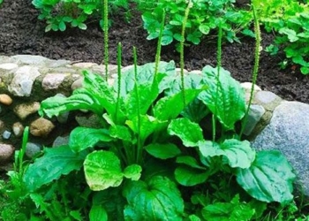 a type of plant with a unique appearance in the vegetable garden turns out to have many uses 130813