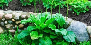 a type of plant with a unique appearance in the vegetable garden turns out to have many uses 130813