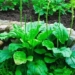 a type of plant with a unique appearance in the vegetable garden turns out to have many uses 130813