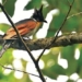 admire 10 rare and unique bird species in northern vietnam 130620