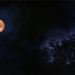 admire beautiful images of earth birds international award 2023 129894