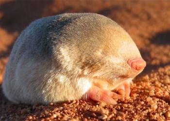 after 87 years the golden mole de winton that was thought to be extinct has appeared again in africa 131347