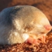 after 87 years the golden mole de winton that was thought to be extinct has appeared again in africa 131347