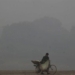 air pollution is a major risk reducing lifespan of people in southeast asia 130449