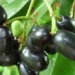 ancient fruit chi moc dai is a rare item in vietnamese markets that helps control blood sugar very well 130491