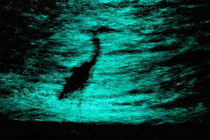 A photo of a great blue heron’s shadow in water reflecting traffic lights