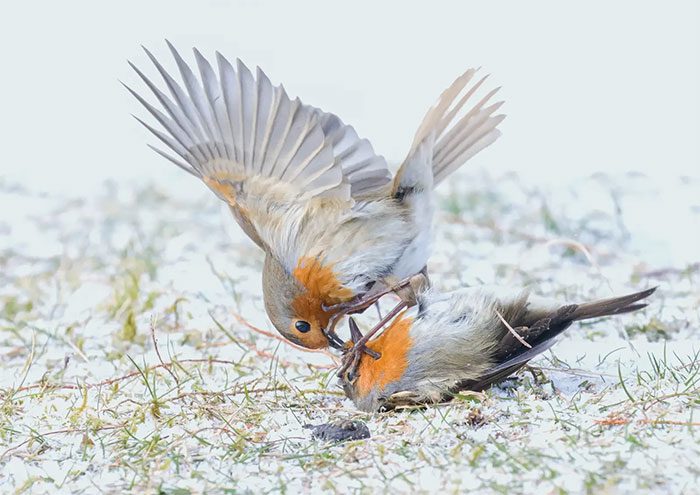Two robins fighting