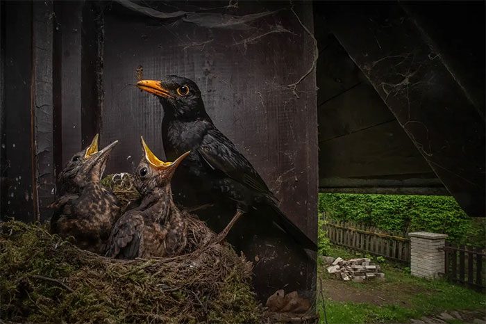 A photo of a starling and chicks in a nest