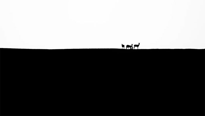 A photo of a deer on a hill.