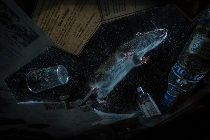 Photo of a Brown Rat in an Abandoned House