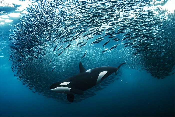 A Sperm Whale Surrounded by a "Bait Ball" of Herring