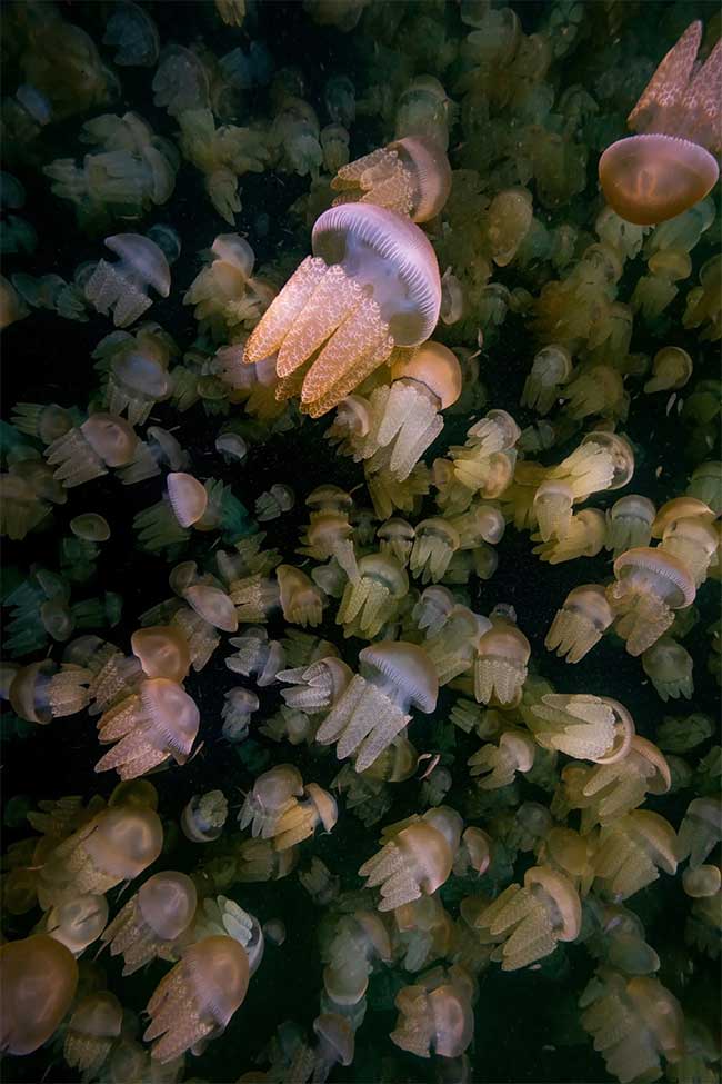 Image of Blubber Jellyfish