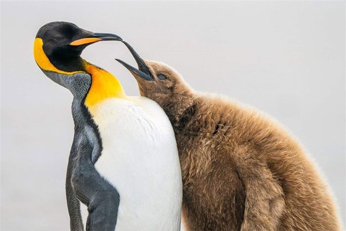 Levi Fitze received the silver award for his photo "Please Add More Fish!"