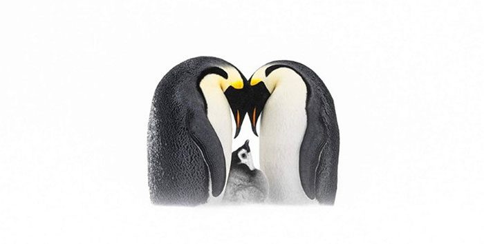 Silver medalist Thomas Vijayan with his work about a family of penguins.