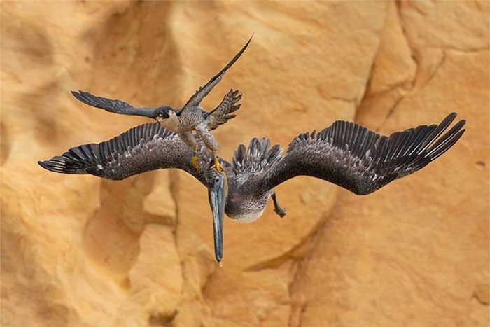 The outstanding award-winning piece belongs to photographer Jack Zhi in the category "Bird Behavior"