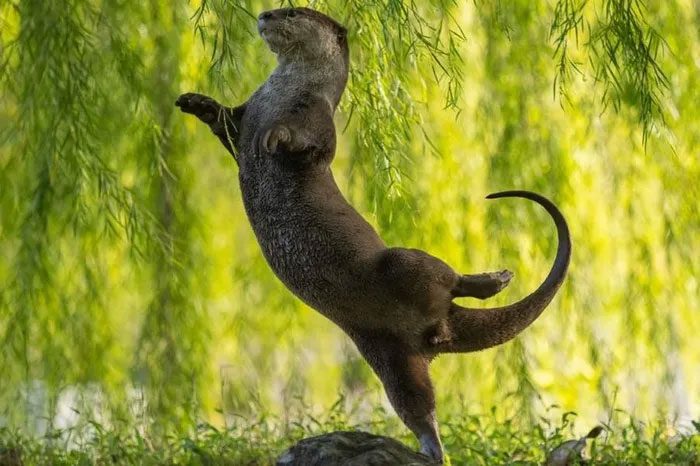 An otter showcasing its ballet skills.