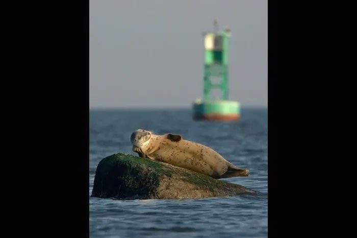 A seal demonstrating the art of relaxation.