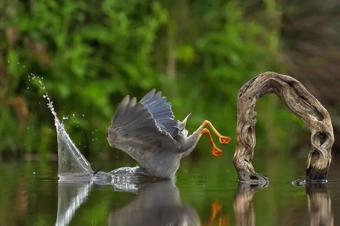 An owl successfully catches a fish!
