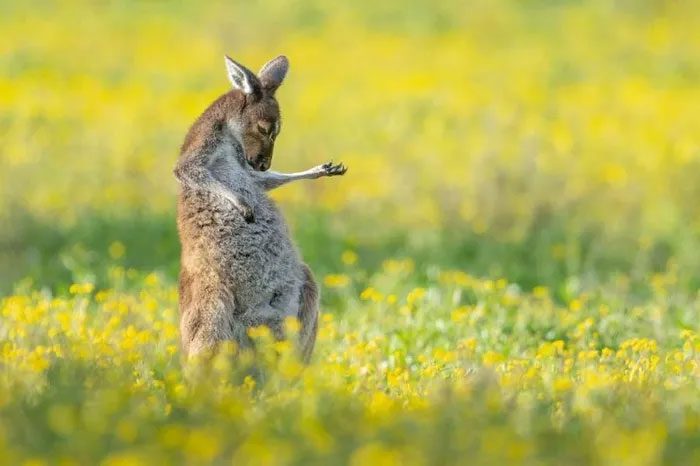 Guitar music inspires not only humans but also kangaroos.