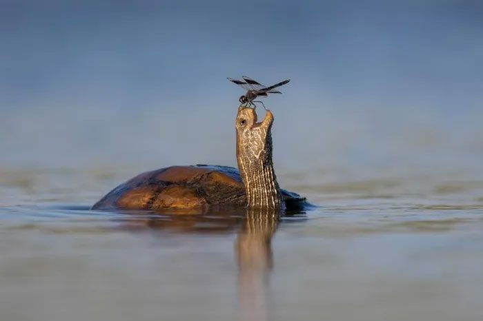 A cheerful turtle with a dragonfly on its nose.