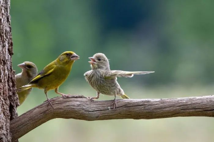 A gossiping bird!