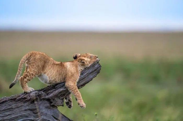 This lion cub clearly had a tough day.