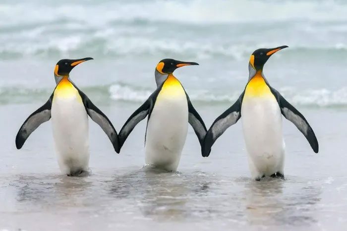 The true friendship displayed by a king penguin.