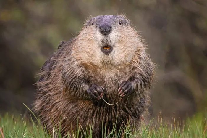 A beaver and its dental floss.
